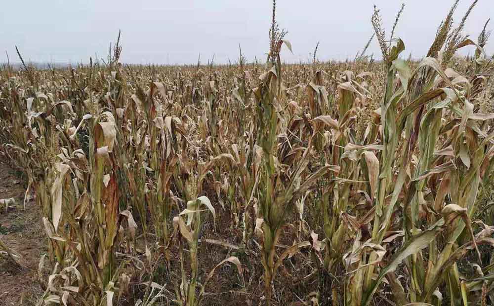 炭氣聯産是什麽工藝 生物質炭氣聯産設備介紹